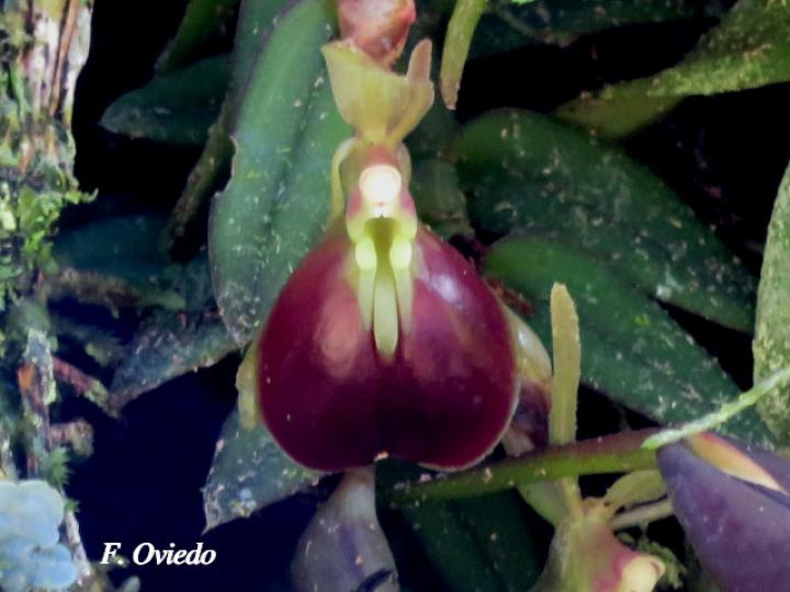 Epidendrum porpax