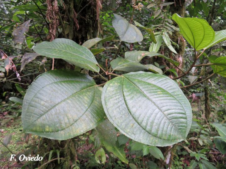 Graffenrieda galeottii