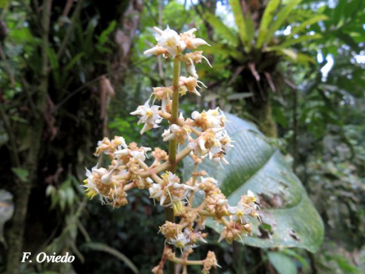 Graffenrieda galeottii