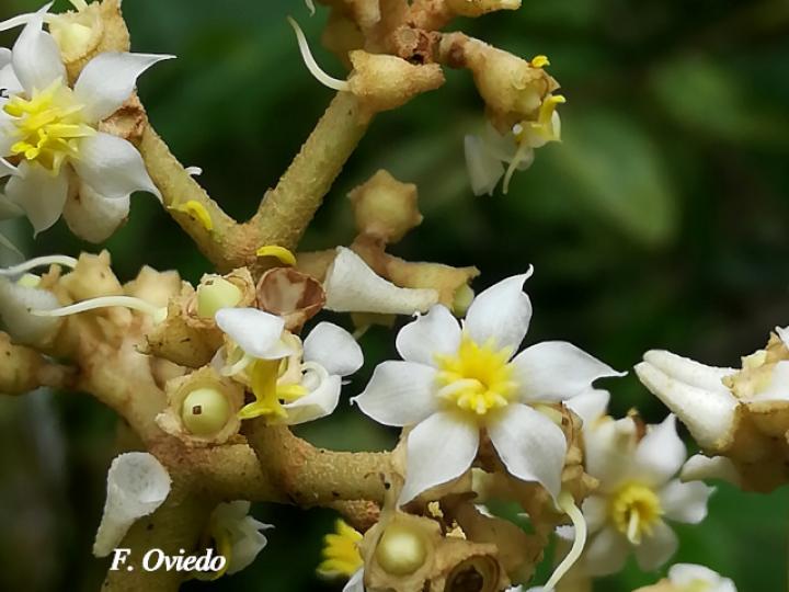 Graffenrieda galeottii