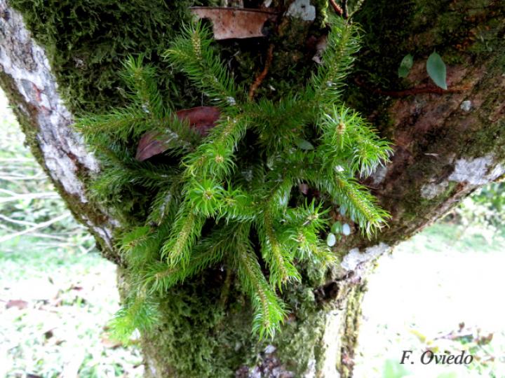Huperzia dichotoma