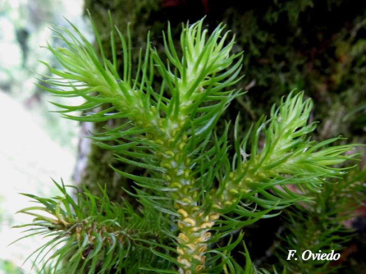 Huperzia dichotoma