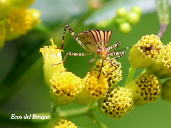 Hypselonotus lineatus (Chinche pata de hoja)