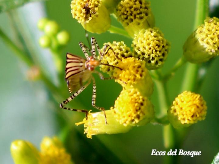 Hypselonotus lineatus (Chinche pata de hoja)
