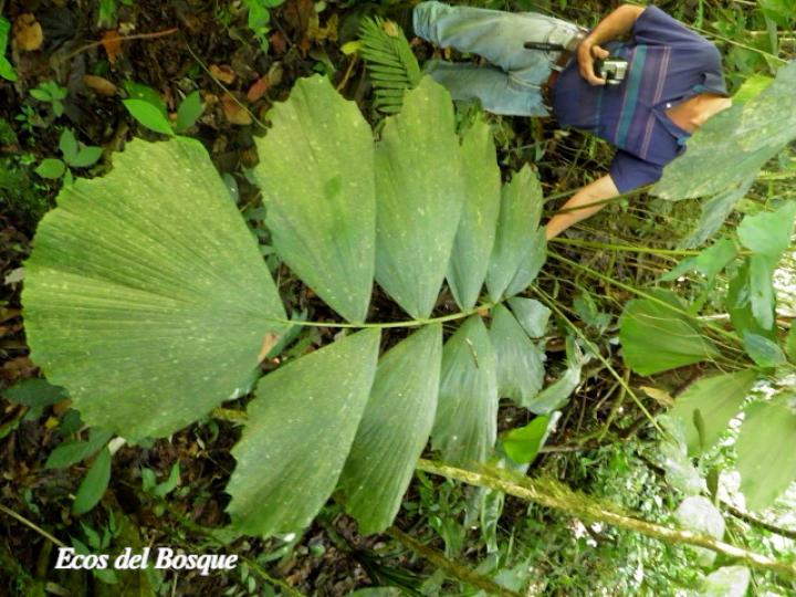 Iriartea deltoidea (Palmilera)