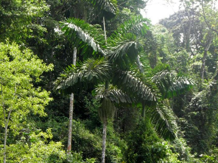 Iriartea deltoidea (Palmilera)