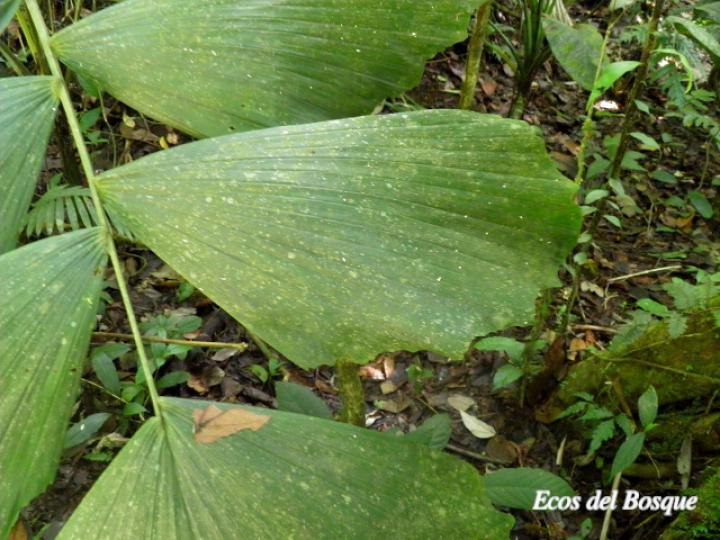 Iriartea deltoidea (Palmilera)
