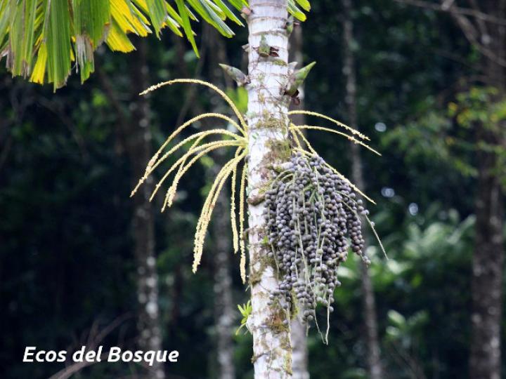 Iriartea deltoidea (Palmilera)