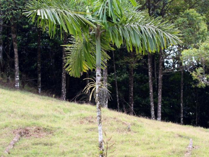 Iriartea deltoidea (Palmilera)