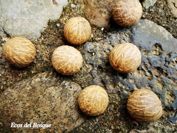 Iriartea deltoidea (Palmilera)