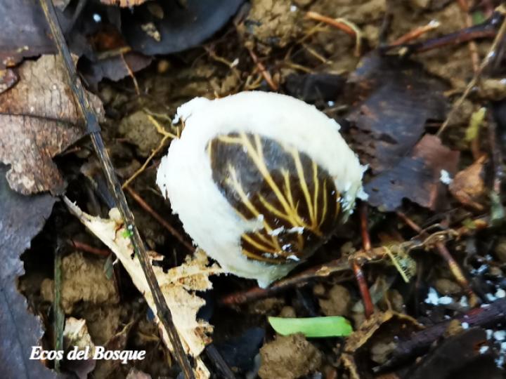 Iriartea deltoidea (Palmilera)