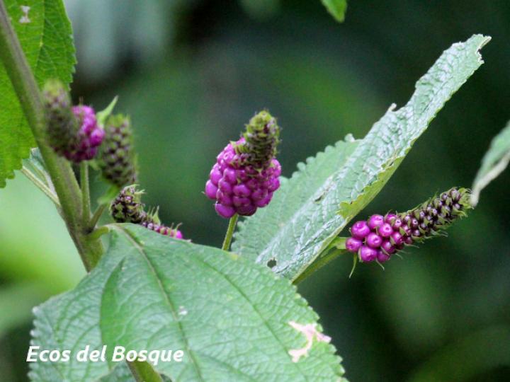 Lantana trifolia (Cuasquite)