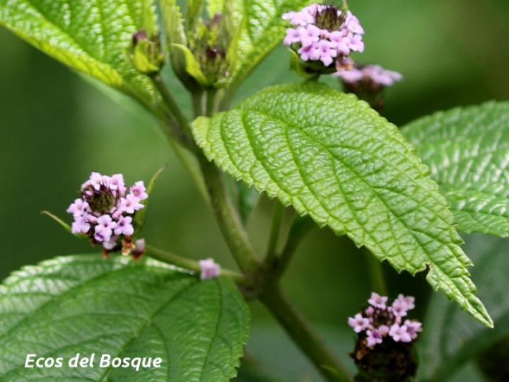 Lantana trifolia (Cuasquite)