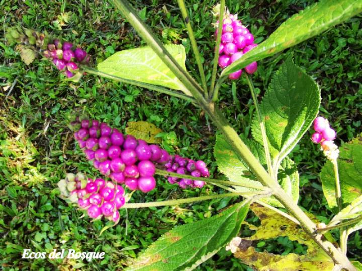Lantana trifolia (Cuasquite)