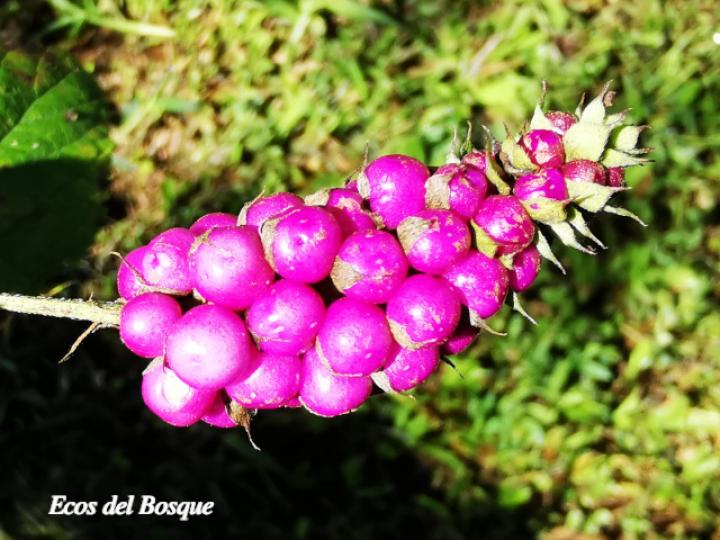 Lantana trifolia (Cuasquite)