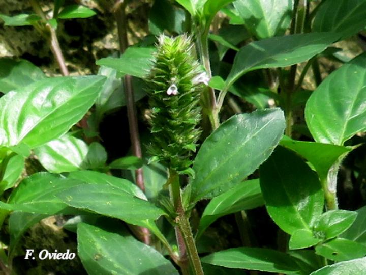 Lepidagathis alopecuroidea