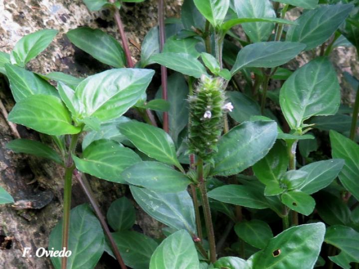 Lepidagathis alopecuroidea