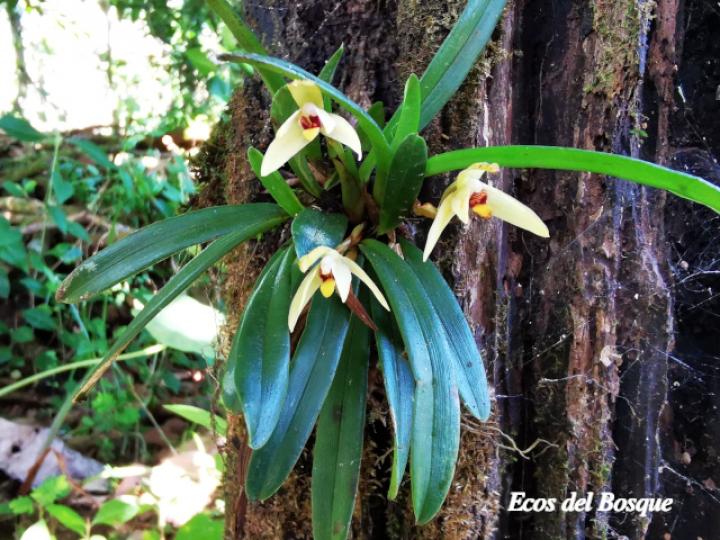 Maxillaria brachybulbon