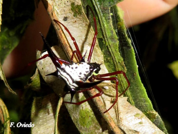 Micrathena schreibersi (Araña espinosa)