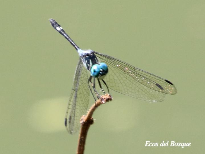 Micrathyria pseudeximia (Pequeña presuntuosa de pantano)