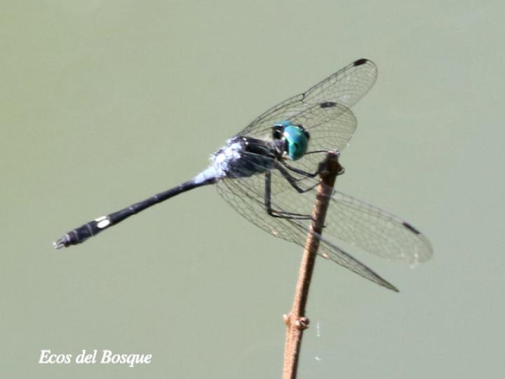 Micrathyria pseudeximia (Pequeña presuntuosa de pantano)