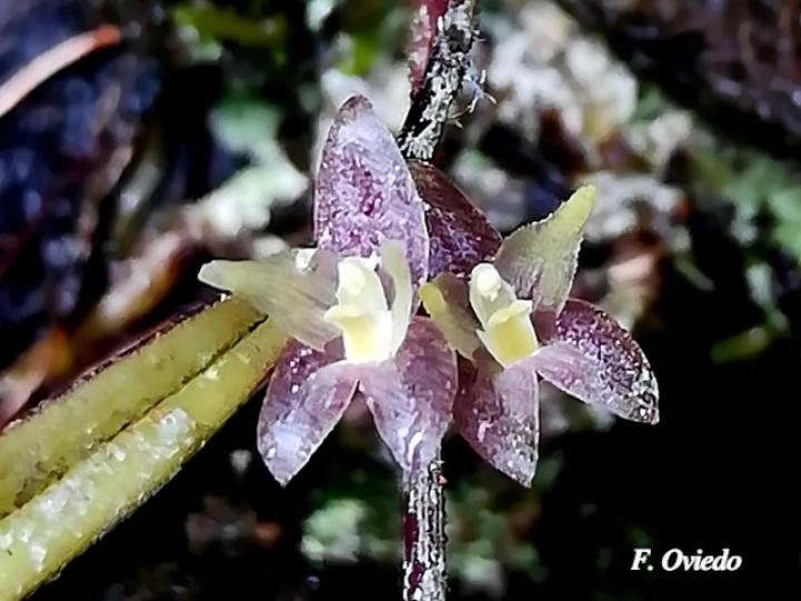 Myoxanthus sotoanum
