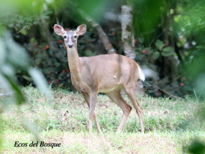 Odocoileus virginianus (Venado colablanca)