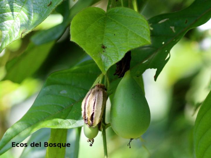 Passiflora menispermifolia