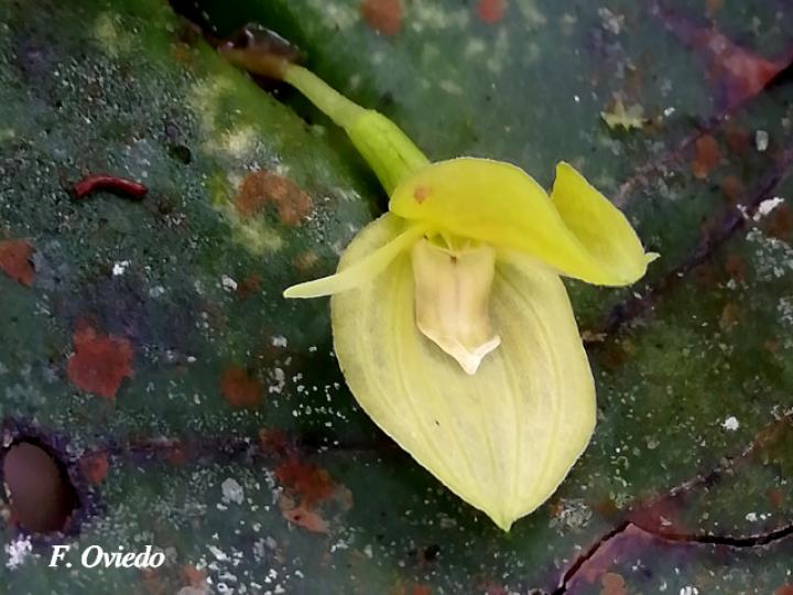 Pleurothallis cardiothallis