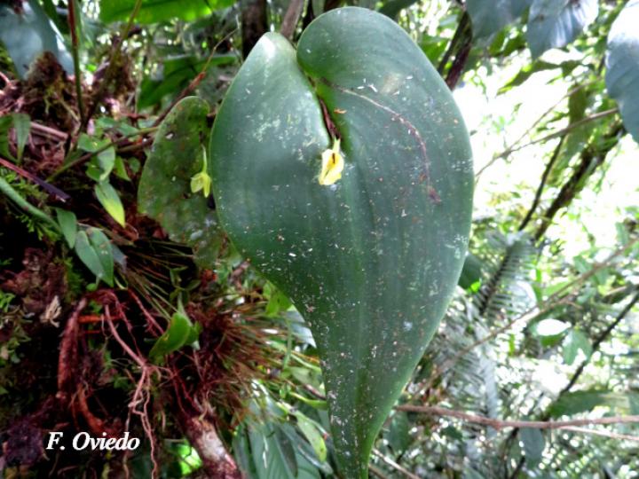 Pleurothallis cardiothallis