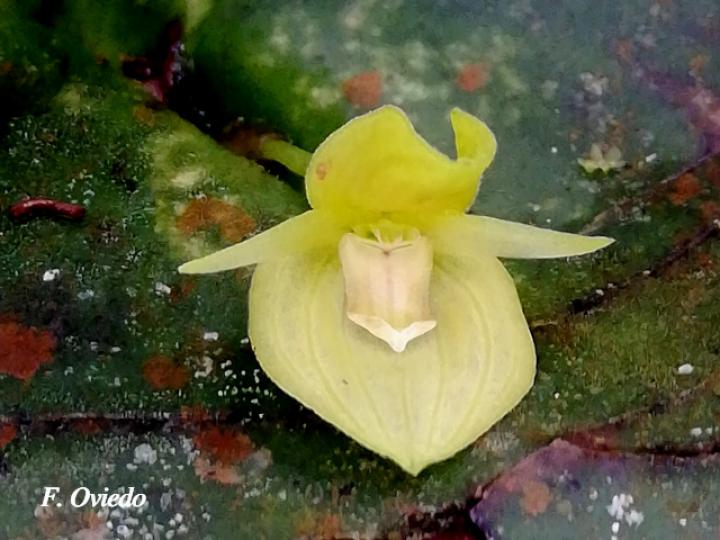 Pleurothallis cardiothallis