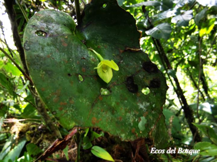 Pleurothallis cardiothallis