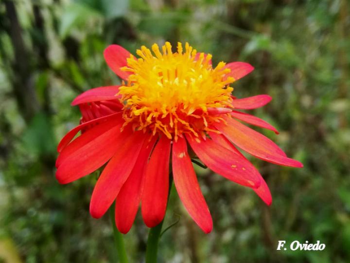 Pseudogynoxys cummingii (San Rafael)