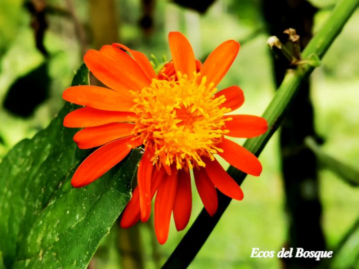 Pseudogynoxys cummingii (San Rafael)