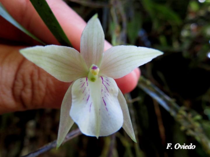 Scaphyglottis pulchella
