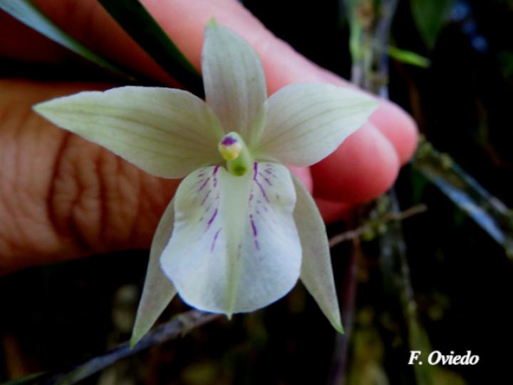 Scaphyglottis pulchella