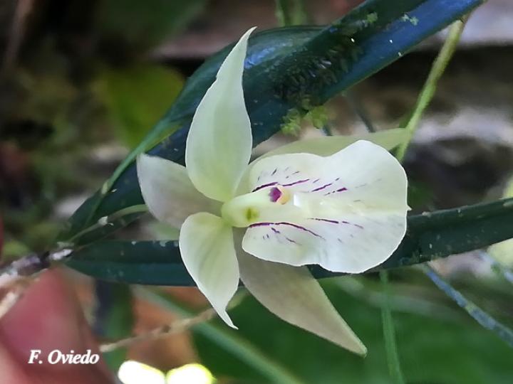 Scaphyglottis pulchella