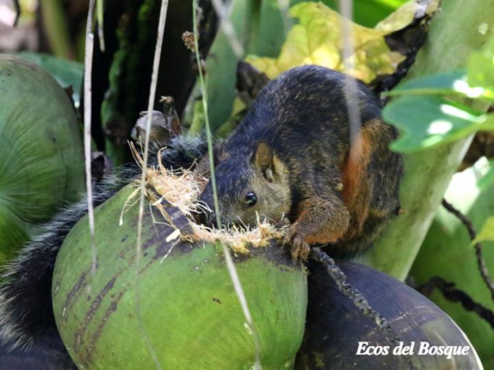 Sciurus variegatoides (Ardilla)