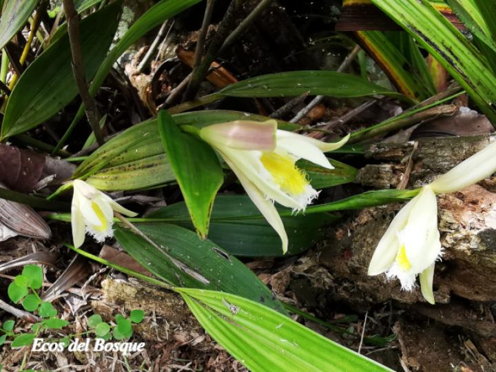 Sobralia fragrans, flor