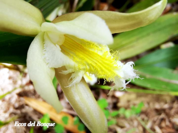 Sobralia fragrans, flor