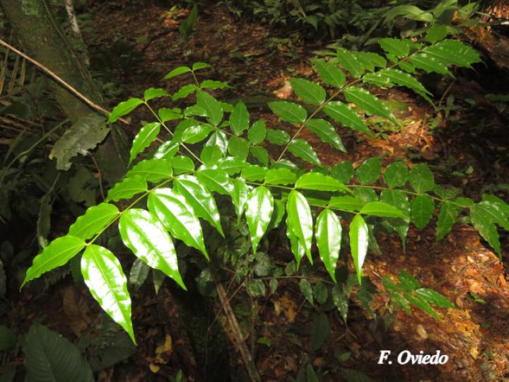 Strychnos panamensis (Huevos de toro)