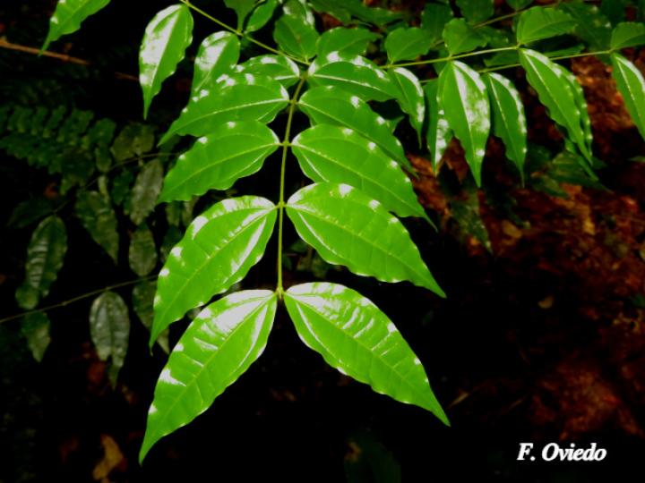 Strychnos panamensis (Huevos de toro)