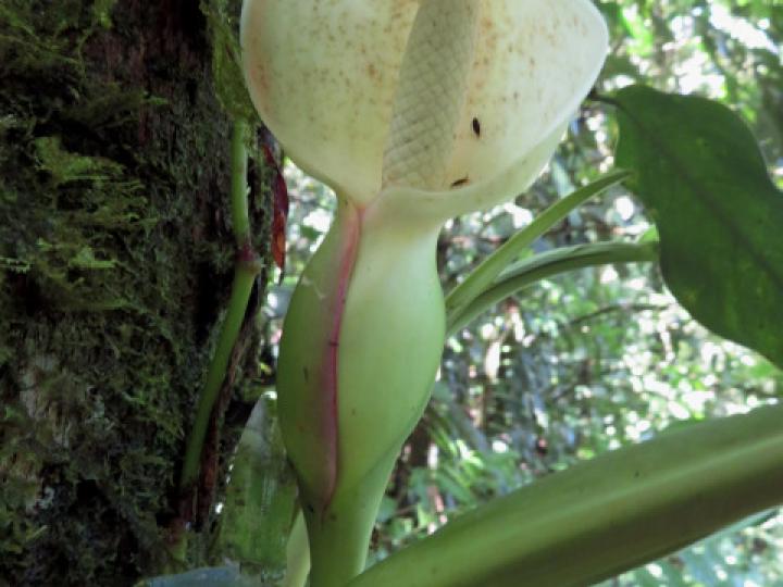 Syngonium standleyanum