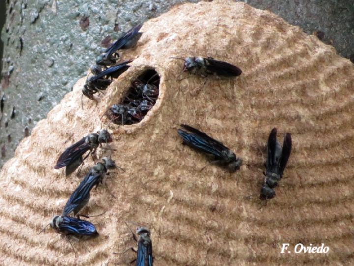 Synoeca septentrionalis (Avispas de chorro)