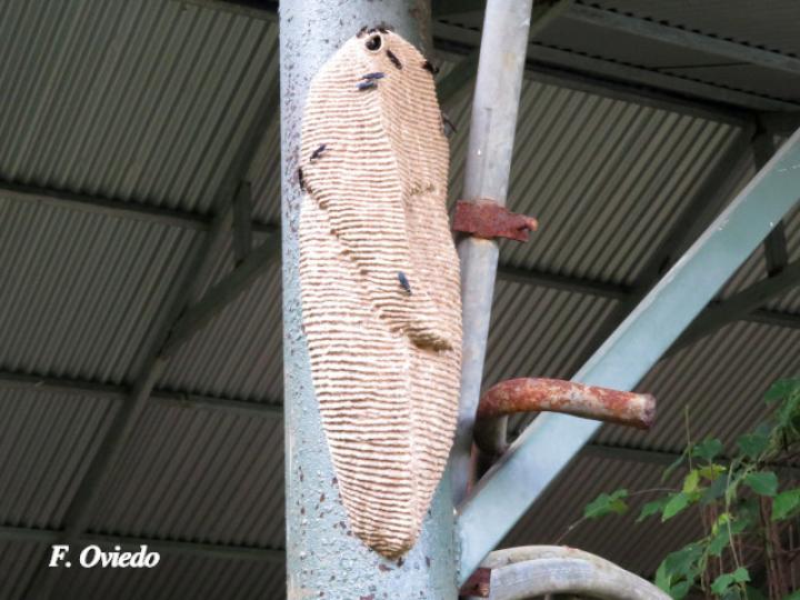 Synoeca septentrionalis (Avispas de chorro)