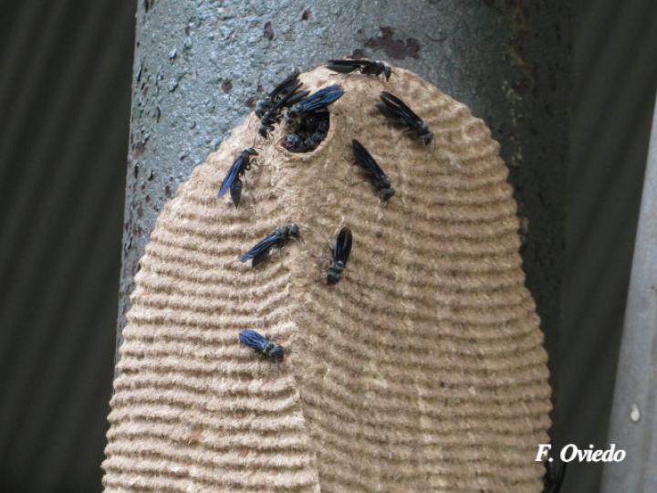 Synoeca septentrionalis (Avispas de chorro)