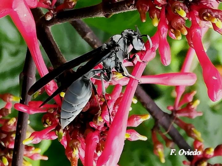 Synoeca septentrionalis (Avispas de chorro)