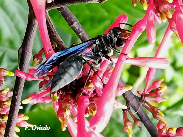 Synoeca septentrionalis (Avispas de chorro)