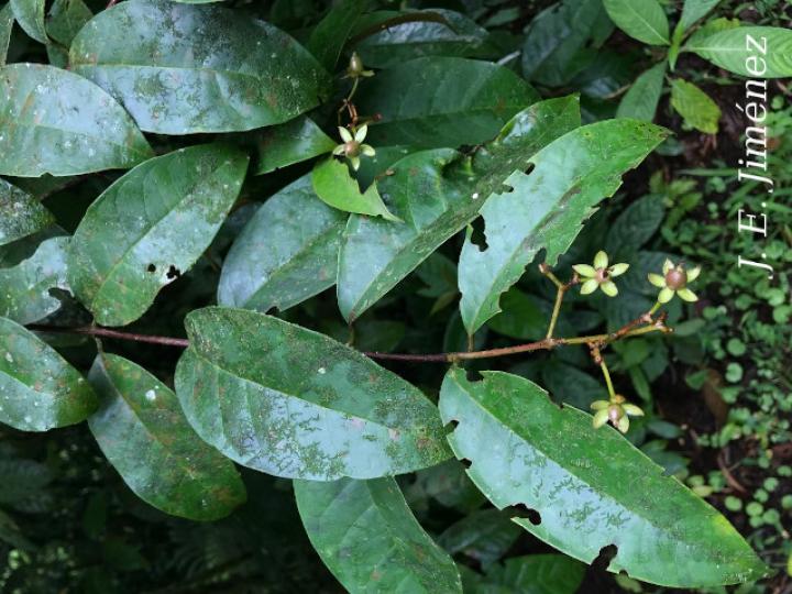 Vismia billbergiana (Achiotillo)