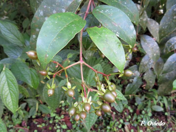 Vismia billbergiana (Achiotillo)